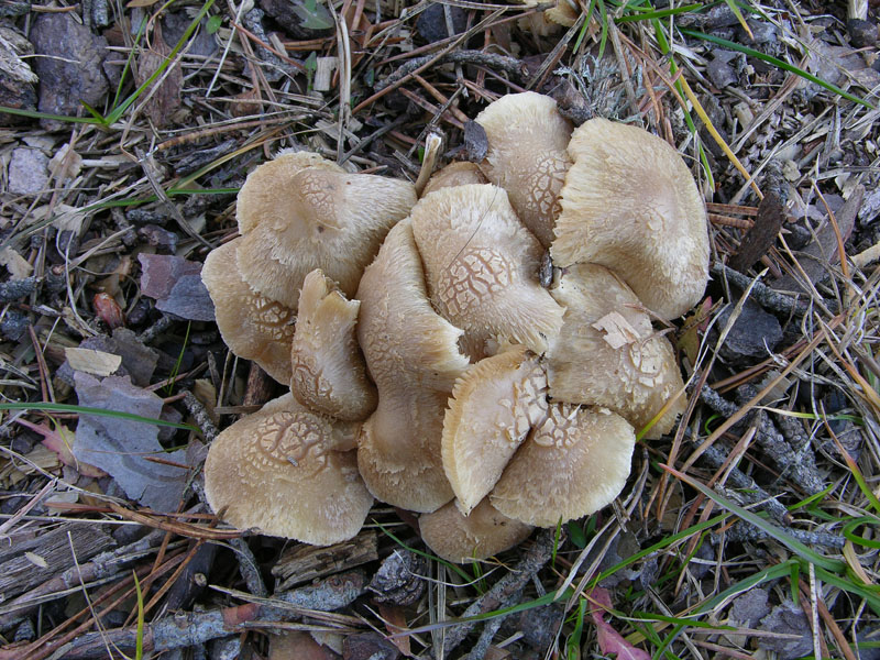 Inocybe sp.